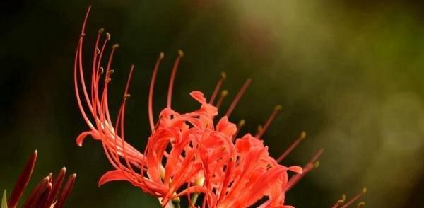 彼岸花的花语——坚强、重生与希望（探寻彼岸花所蕴含的意义和象征）