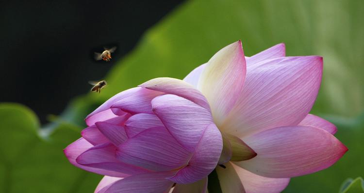 并蒂莲的花语之美（传递友谊与团结的和谐花语）