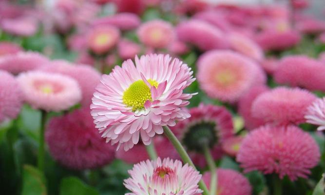 小雏菊的花语与含义（揭秘小雏菊的奇妙语言）