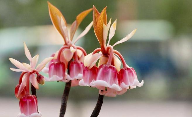 吊钟花的花语与意义（探寻吊钟花的美与寓意）