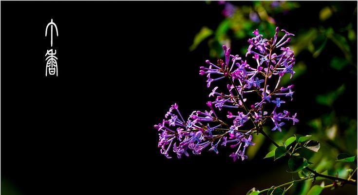 丁香花语的深意（探寻丁香花的神秘密码）