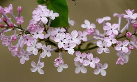 丁香花的花语（花开寄情）