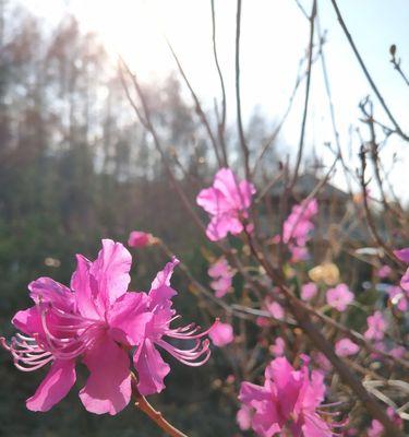 杜鹃花（揭示杜鹃花作为象征的深层意义）