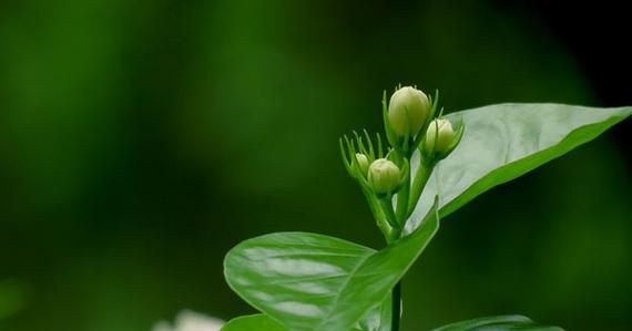 非洲茉莉花的花语与寓意（探寻非洲茉莉的神秘花语与寓意）