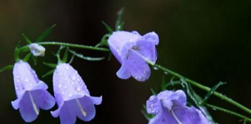 风铃花的花语与传说（探秘风铃花的花语和神秘传说）