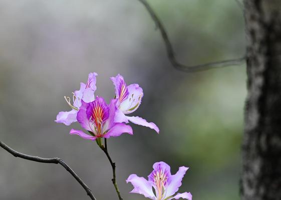 宫粉紫荆花的美丽与象征（探寻宫粉紫荆花的花语与意义）