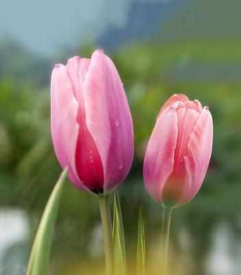 粉色郁金香花语（探寻粉色郁金香的花语之谜）