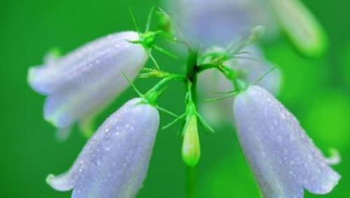 风铃草的花语（风铃草）