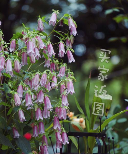 风铃草的花语和象征（风铃草的美丽与寓意）