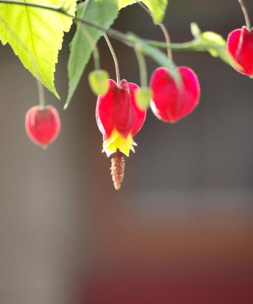 风铃花的寓意与象征——追逐自由与幸福（和风拂面）