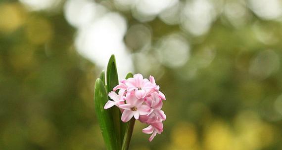 风信子花语与寓意（传递清新与希望的风信子）