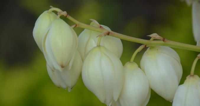 凤尾花（从花语到文化符号）