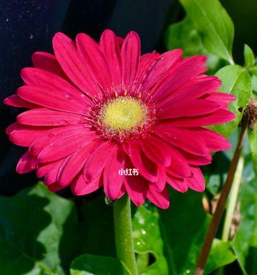 扶郎花的花语与意义（探索扶郎花的神秘花语）