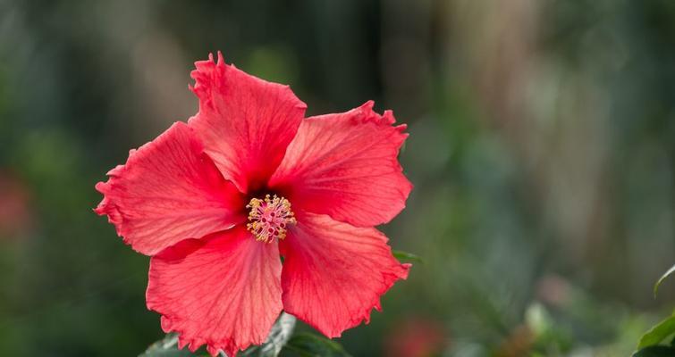 扶桑花的花语与含义（探索扶桑花的寓意与象征）