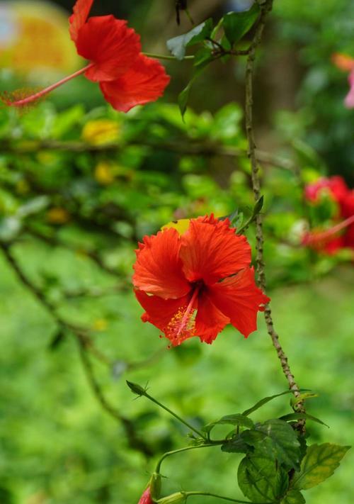 扶桑花的花语与含义（探索扶桑花的寓意与象征）