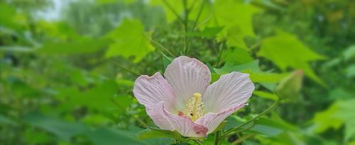 芙蓉花的花语及代表意义——婉约华丽之美（传承千年的优雅和坚韧）