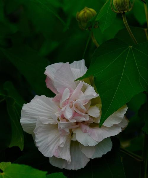 芙蓉花的花语和寓意（探寻芙蓉花的心灵密码）