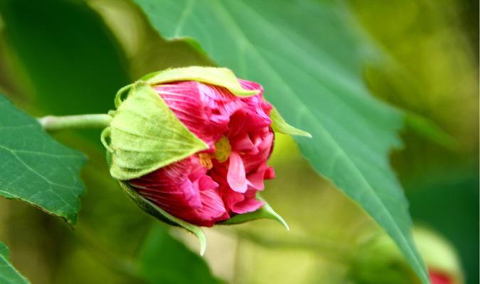 芙蓉花的花语和寓意（探寻芙蓉花的心灵密码）