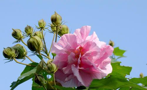 芙蓉花（香艳妍丽）