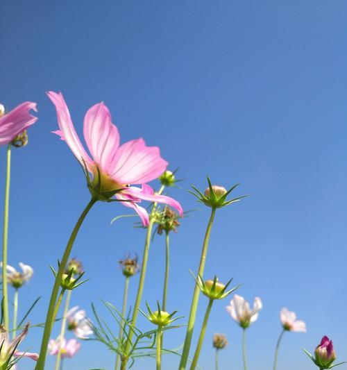 格桑花的花语与象征（倾听大自然的诗意-格桑花花语之谜）