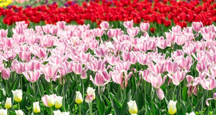 郁金香花语（从纯洁到热情）