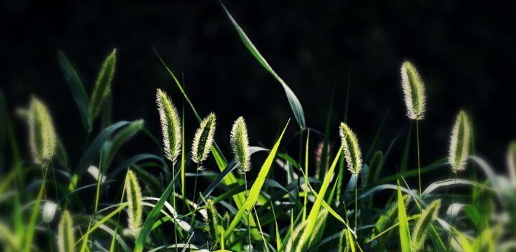 狗尾巴草的花语（以花语为纽带）