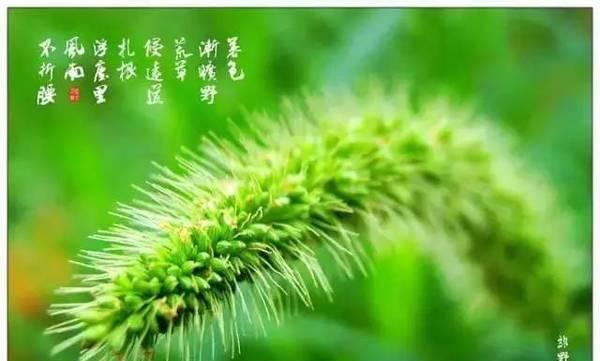 狗尾巴草的花语（以花语为纽带）