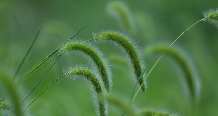 狗尾巴花的花语与意义（探寻狗尾巴花的神秘传说与象征意义）