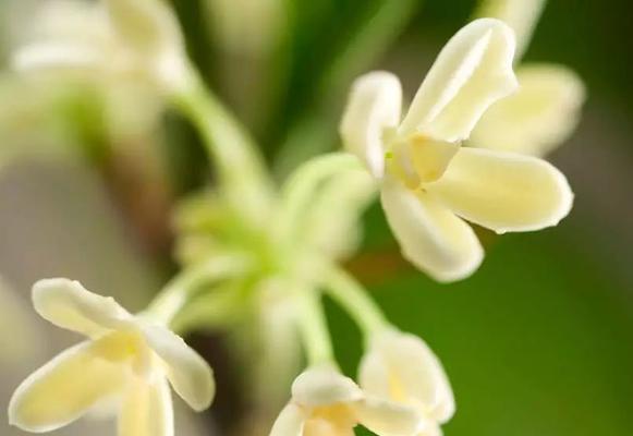 桂花花语与人生哲理（以芳香溢满的桂花为启示）