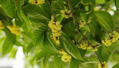 桂花花语与人生哲理（以芳香溢满的桂花为启示）