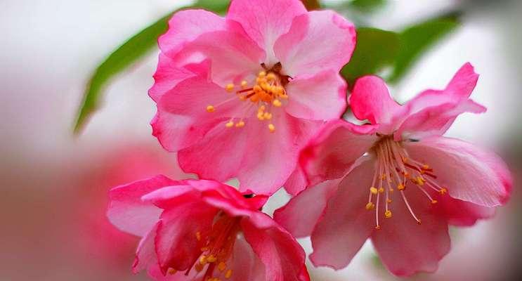 海棠花的花语与意义（传达深情与坚韧的花朵——海棠花的美与哲学）