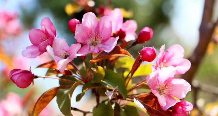 海棠花的花语与寓意（探寻海棠花的花语）