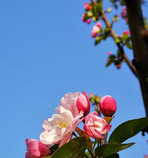 海棠花的花语与寓意（探寻海棠花的花语）