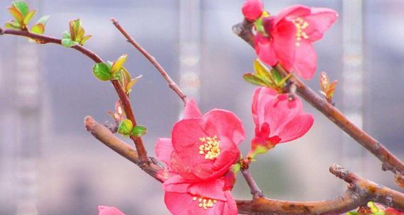 海棠花花语的象征与寓意（探索海棠花的美丽与深意）