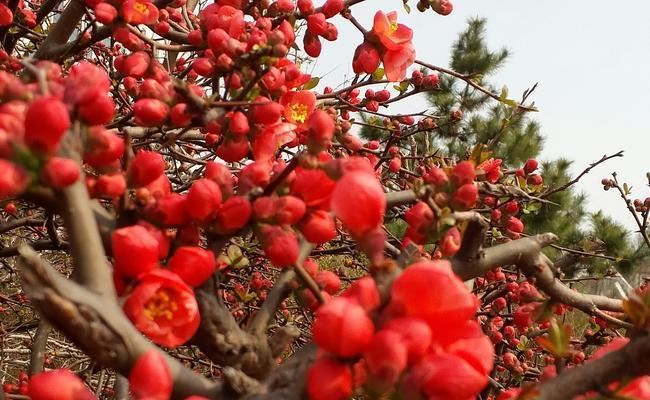 海棠花开，寓意美好生活（以海棠花开为主题的寓意及相关文化内涵）