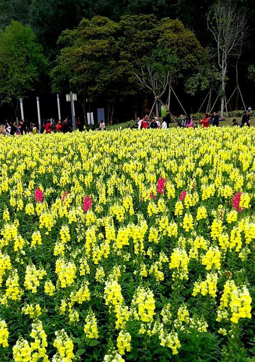 海桐花花语及其寓意（美丽绽放）