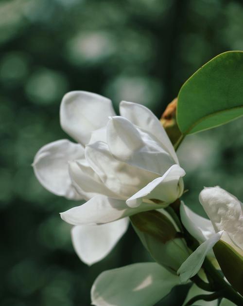 含笑花的寓意——快乐与坚韧（探索快乐与坚韧的花海奇观）