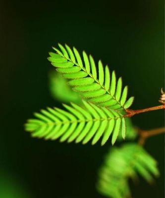 含羞草的花语与寓意（探寻含羞草的含义与象征）