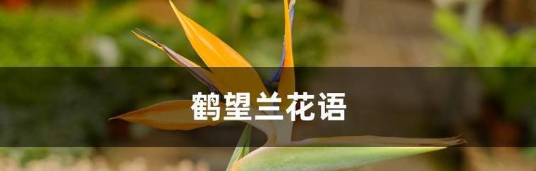 鹤望兰花语（探索鹤望兰花语及其文化内涵）