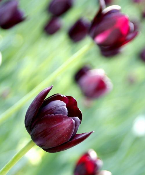 黑色郁金香花语（探寻黑色郁金香的意义与魅力）