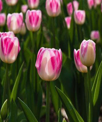 黑郁金香花语（探索黑郁金香的神秘花语）