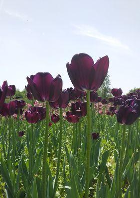 黑郁金香花语（探索黑郁金香的神秘花语）