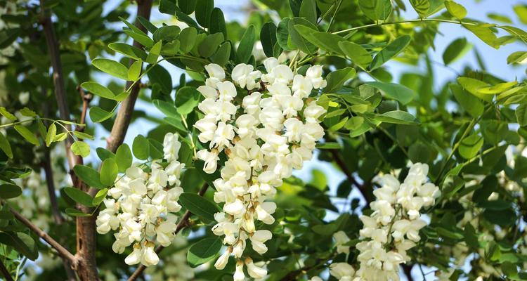 红花刺槐花语（探寻红花刺槐的花语之美）