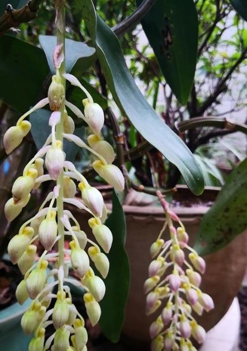 石斛花开花时间及花期详解（探究石斛花的开花规律和特点）