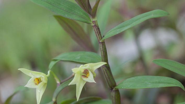 石斛生长条件和特性剖析（优秀的栽培技巧让石斛茁壮成长）