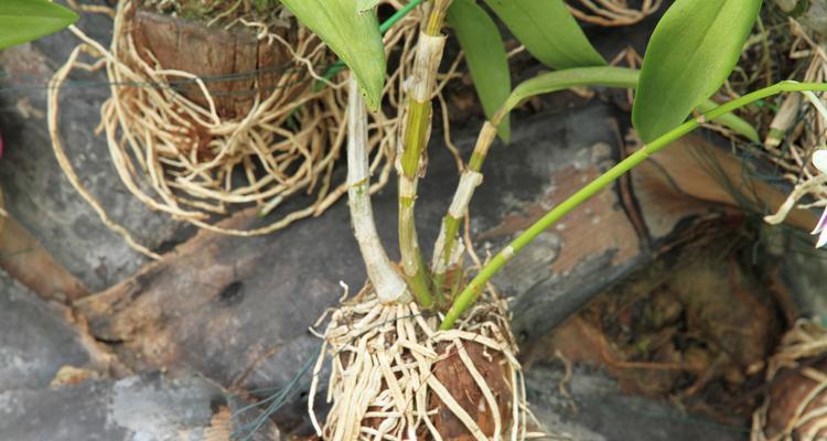 探寻石斛的生长秘密（石斛的生长环境及适宜种植条件）