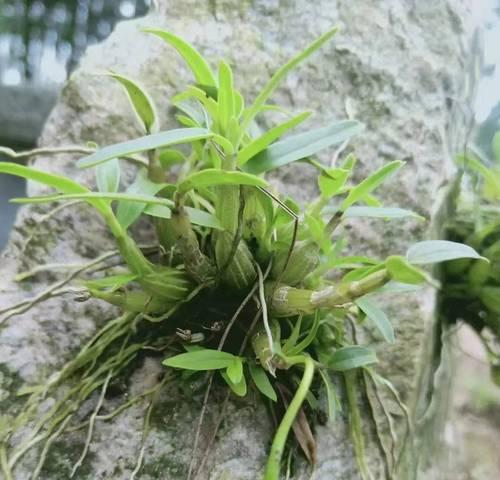 探寻石斛的生长秘密（石斛的生长环境及适宜种植条件）