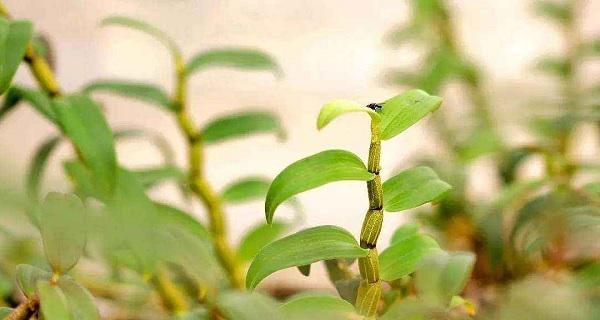 石斛——珍贵草本植物的全面介绍