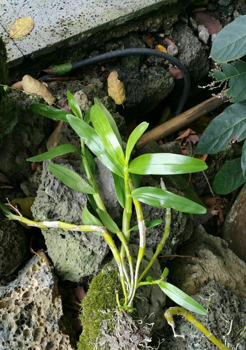 石斛——珍贵草本植物的全面介绍