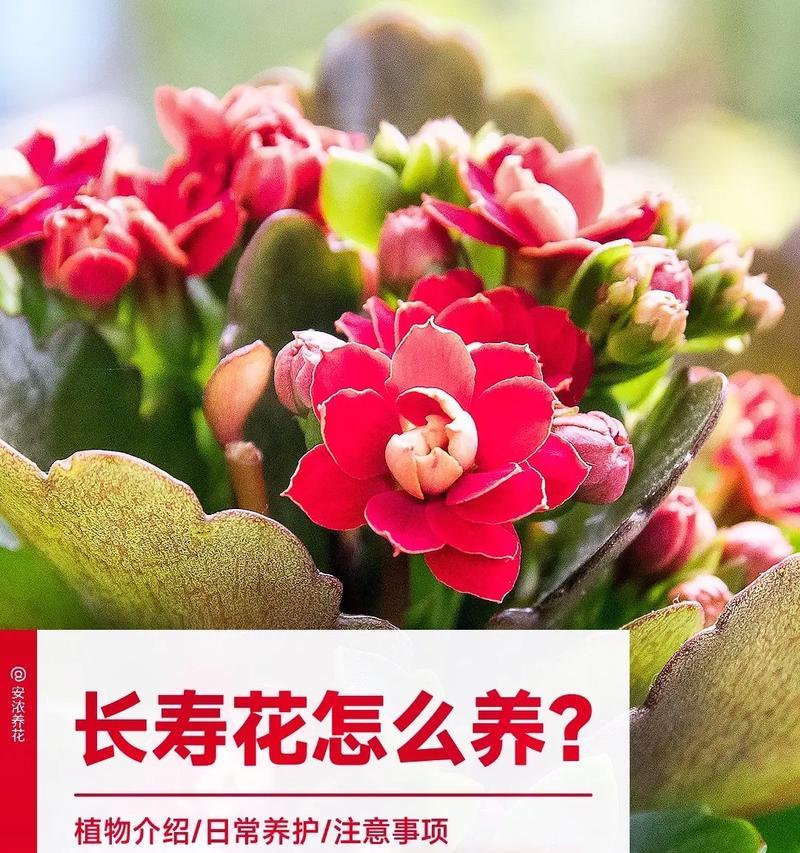 长寿之花——什么花代表长寿（探索各国文化中长寿花的寓意与传说）